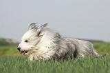 BEARDED COLLIE 104